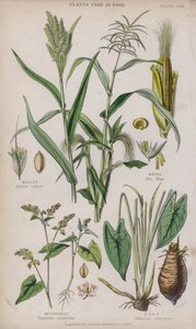 Gierst; Maïs; Boekweit; Taro door W. Fitch