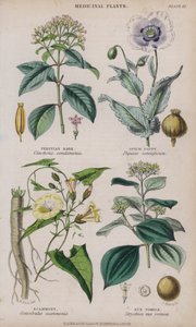 Peruviaanse schors; Papaver; Scammony; Braaknoot door W. Fitch