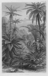 Boomvarens (gekleurde gravure) door W. Fitch