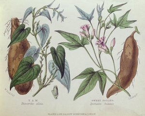 Yam en zoete aardappel door W. Fitch