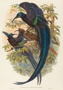 Epimachus speciosus (Sikkelbek Paradijsvogel)