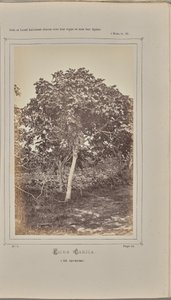 Ficus carica, in Nice (Alpes-Maritimes) door W. de Bray