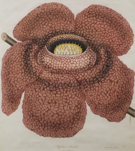 Bloem van Rafflesia arnoldii door Waldell