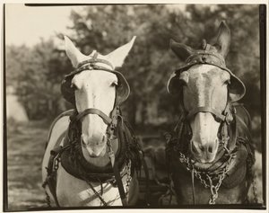 [Two Mules, Hale County, Alabama]. door Walker Evans