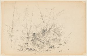 Schets van Wilde Planten