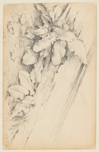 Studie van planten en rotte boomstam, 155th Street