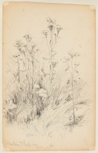 Studie van distels en gras, Harlem Flats