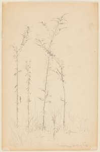 Studie van wilde planten, Fordham Heights door Walter Clark