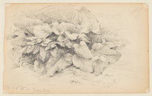 Studie van een Plant, West 86th Street