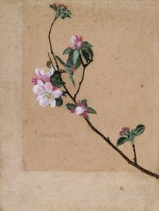 Appelbloesem
