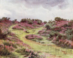 Het Nieuwe Woud: Bell Heather op Setley Plain door Walter Frederick Roofe Tyndale