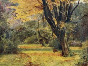 Het New Forest: Maples, nabij Queen