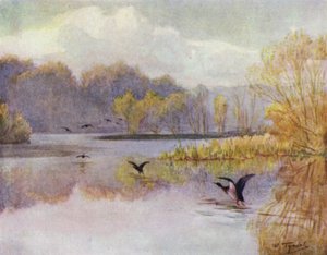 Het Nieuwe Woud: De Vijver bij Minstead Mill door Walter Frederick Roofe Tyndale