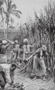 Trinidad koelies aan het werk in een suikerrietveld door Walter Paget