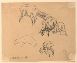 Studies van Schapen