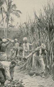 Trinidad koelies aan het werk in een suikerrietveld door Walter Stanley Paget