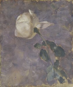 Roos