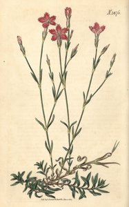 Veldanjus - Veldroos, Dianthus campestris. Handgekleurde botanische gravure door Weddell uit John Sims