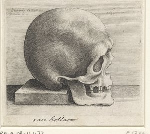 Anatomische studie van een schedel