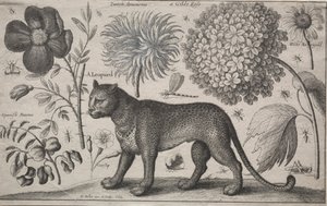 Dieren en Planten: Luipaard met Planten en Insecten, 1662 door Wenceslaus Hollar