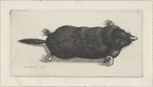 Dode mol door Wenceslaus Hollar