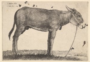 Ezel, 1649