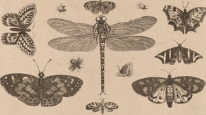 Libelle, Lieveheersbeestjes en Vlinders door Wenceslaus Hollar