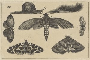 Drie motten, vlinders, tor, slak en rups