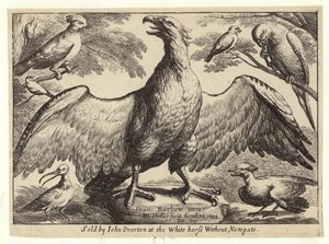 Adelaar en andere vogels