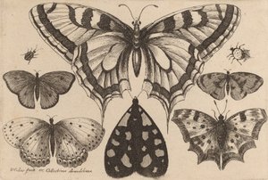Vijf vlinders, een mot en twee kevers, 1646 door Wenceslaus Hollar