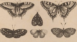 Vijf Vlinders en een Mot door Wenceslaus Hollar
