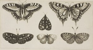 Vijf Vlinders en een Mot door Wenceslaus Hollar