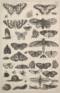 Eenenveertig Insecten, waaronder motten en vlinders door Wenceslaus Hollar