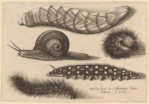 Vier Rupsen en een Slak door Wenceslaus Hollar