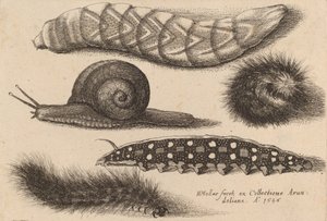 Vier rupsen en een slak, 1646 door Wenceslaus Hollar