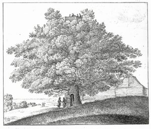 Holle Boom in Hampstead, 1663