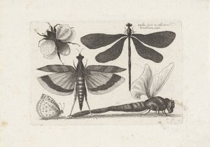 Libellen, vlinder en een hommel door Wenceslaus Hollar
