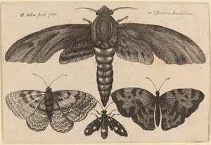 Mot en drie vlinders door Wenceslaus Hollar
