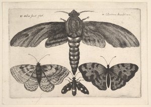 Mot en drie vlinders door Wenceslaus Hollar