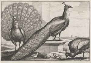 Pauwen door Wenceslaus Hollar