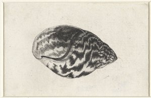 Schelp, achatina achatina. Schelpen (serietitel)