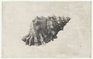 Schelp, bursa rubeta