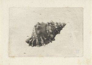 Schelp, bursa rubeta