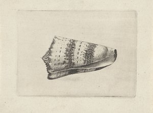 Schelp, conus imperialis Schelpen (series title) door Wenceslaus Hollar