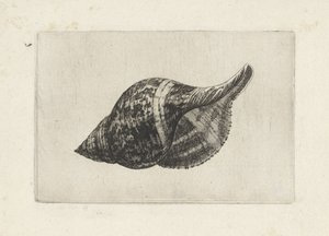 Schelp, fasciolaria tulipa