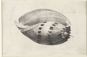 Schelp, melo amphora