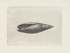 Schelp, mitra papalis Schelpen (series title)
