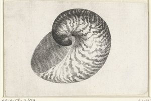 Schelp, nautilus pompilius