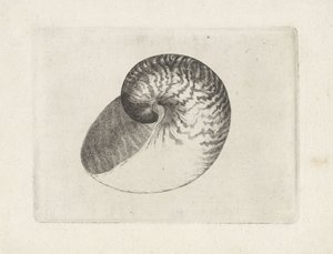 Schelp, nautilus pompilius