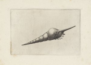Schelp, tibia fusus melanocheilus